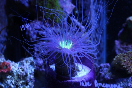  Cerianthus membranaceus (Mediterranean Tube Anemone, Colored Tube Anemone)